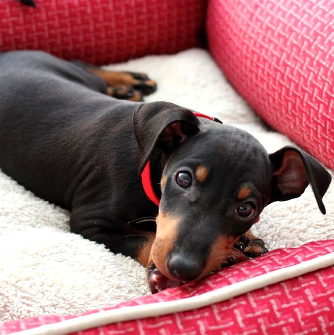 foto Perro Manchester Terrier