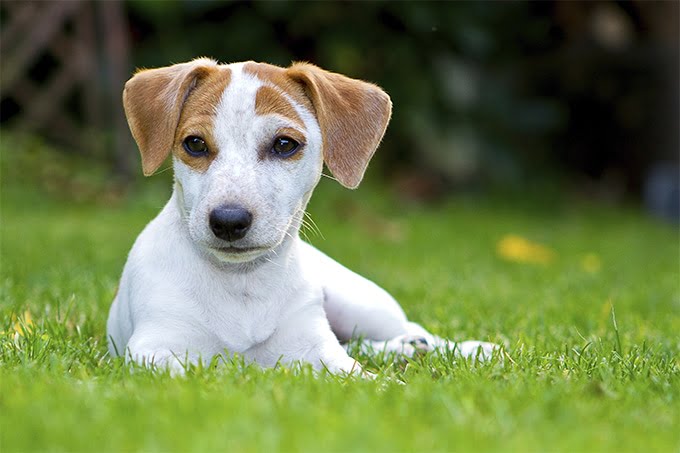 foto Perro Rat Terrier