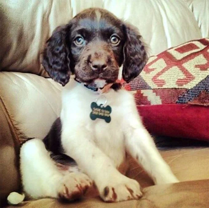 foto Perro Munsterlander Pointer Pequeño