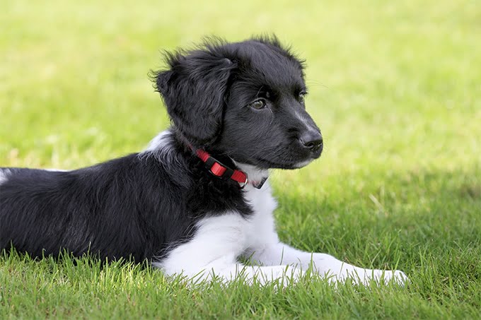 foto Perro Stabyhoun