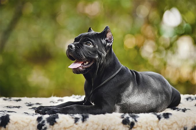 foto Perro Cane Corso