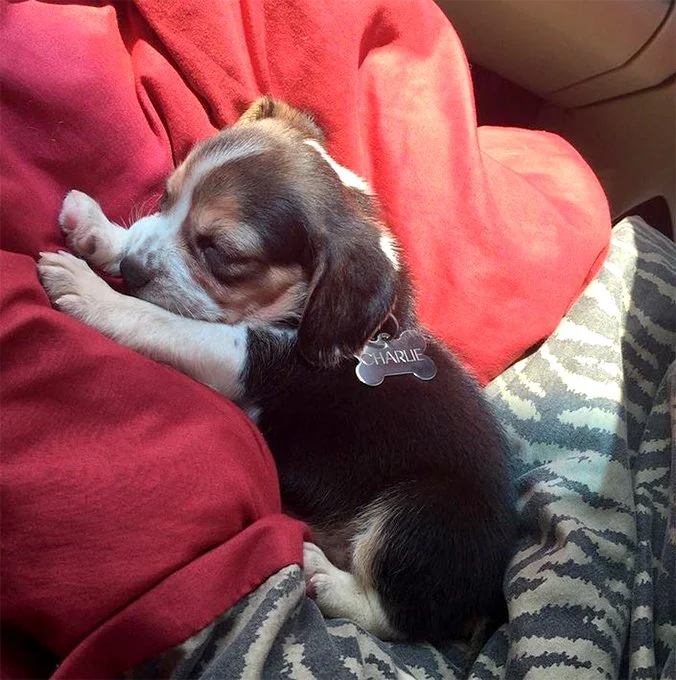 foto Beagle de bolsillo
