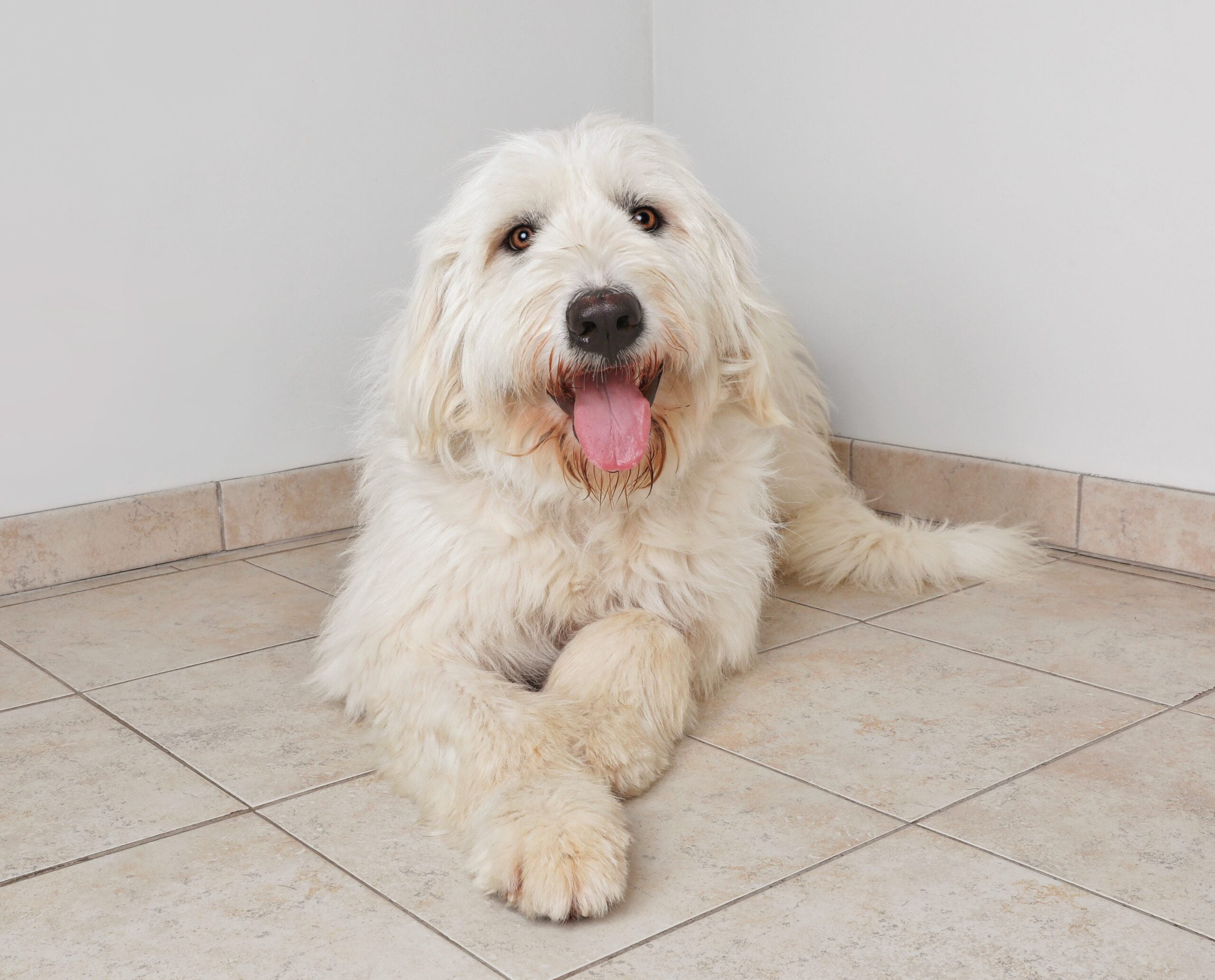 foto Perro de mezcla de Pyredoodle