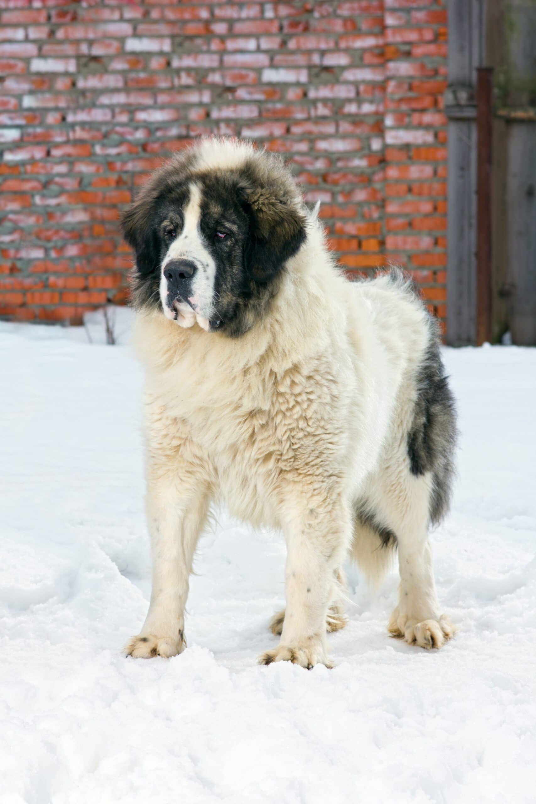 foto Perro Mastín de los Pirineos