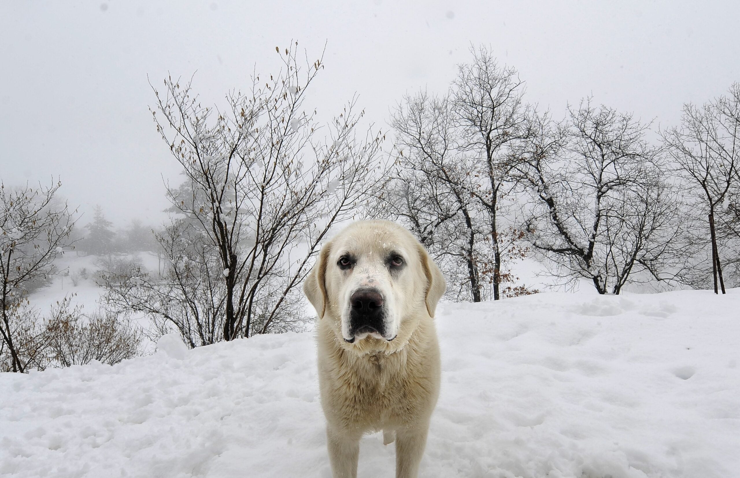foto Perro Mastín de los Pirineos