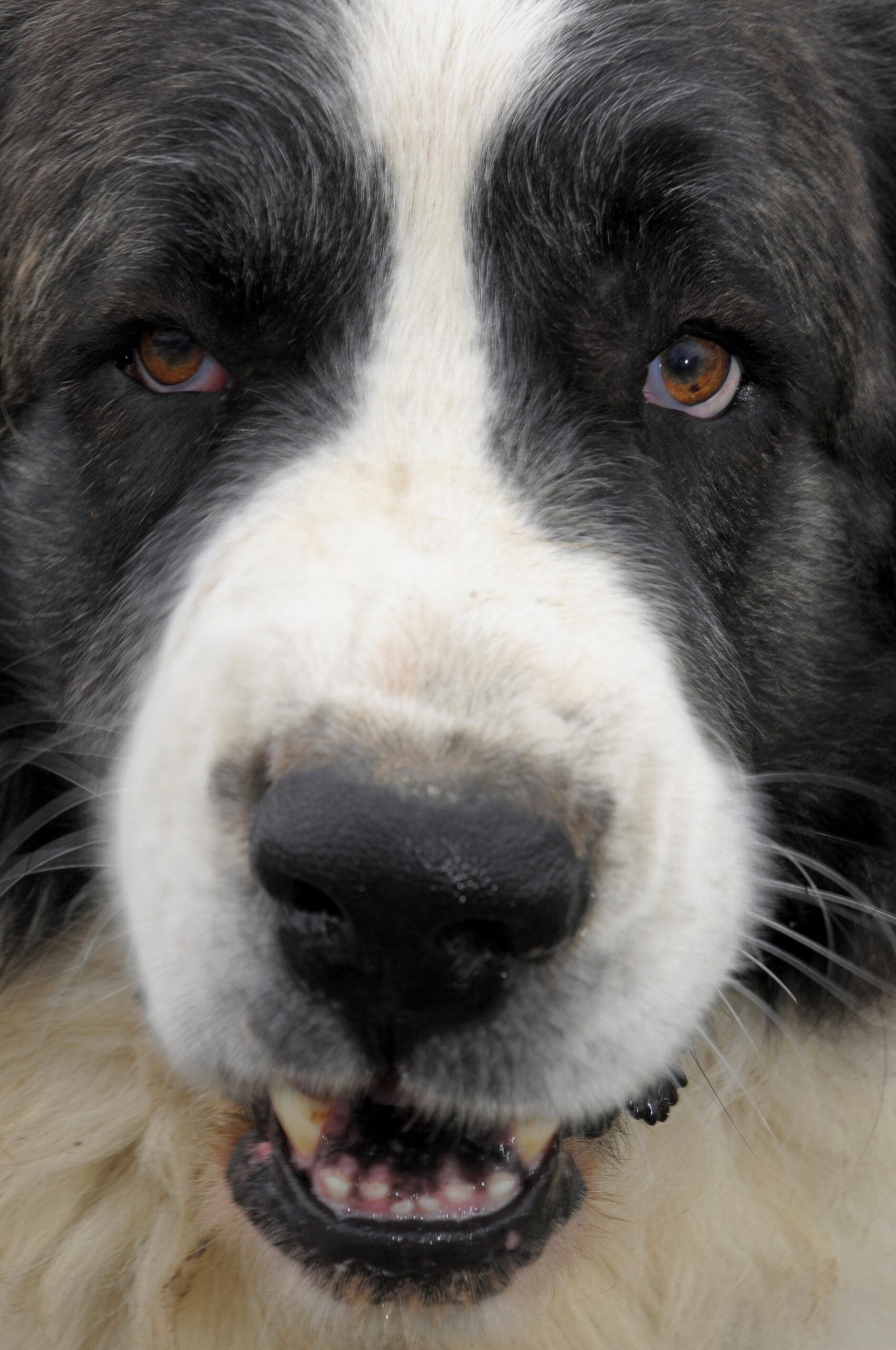 foto Perro Mastín de los Pirineos