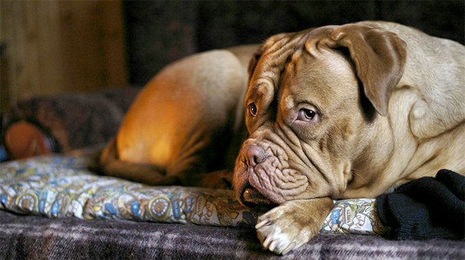foto Perro Dogo de Burdeos