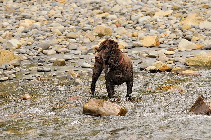 foto Perro Boykin Spaniel