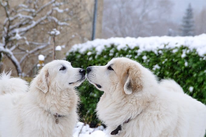 foto Gran Perro de los Pirineos