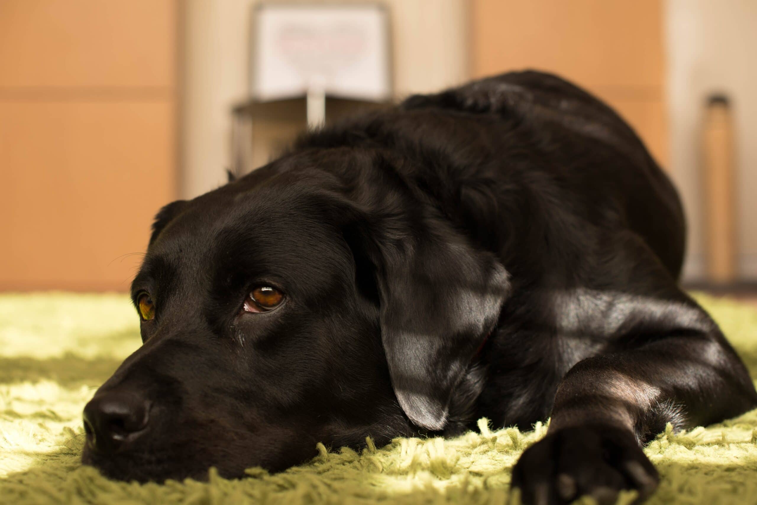 foto Rottador, perro mixto