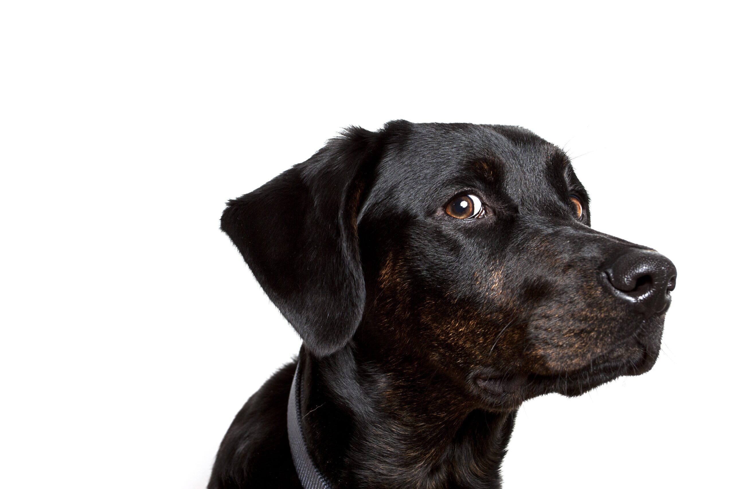 foto Rottador, perro mixto