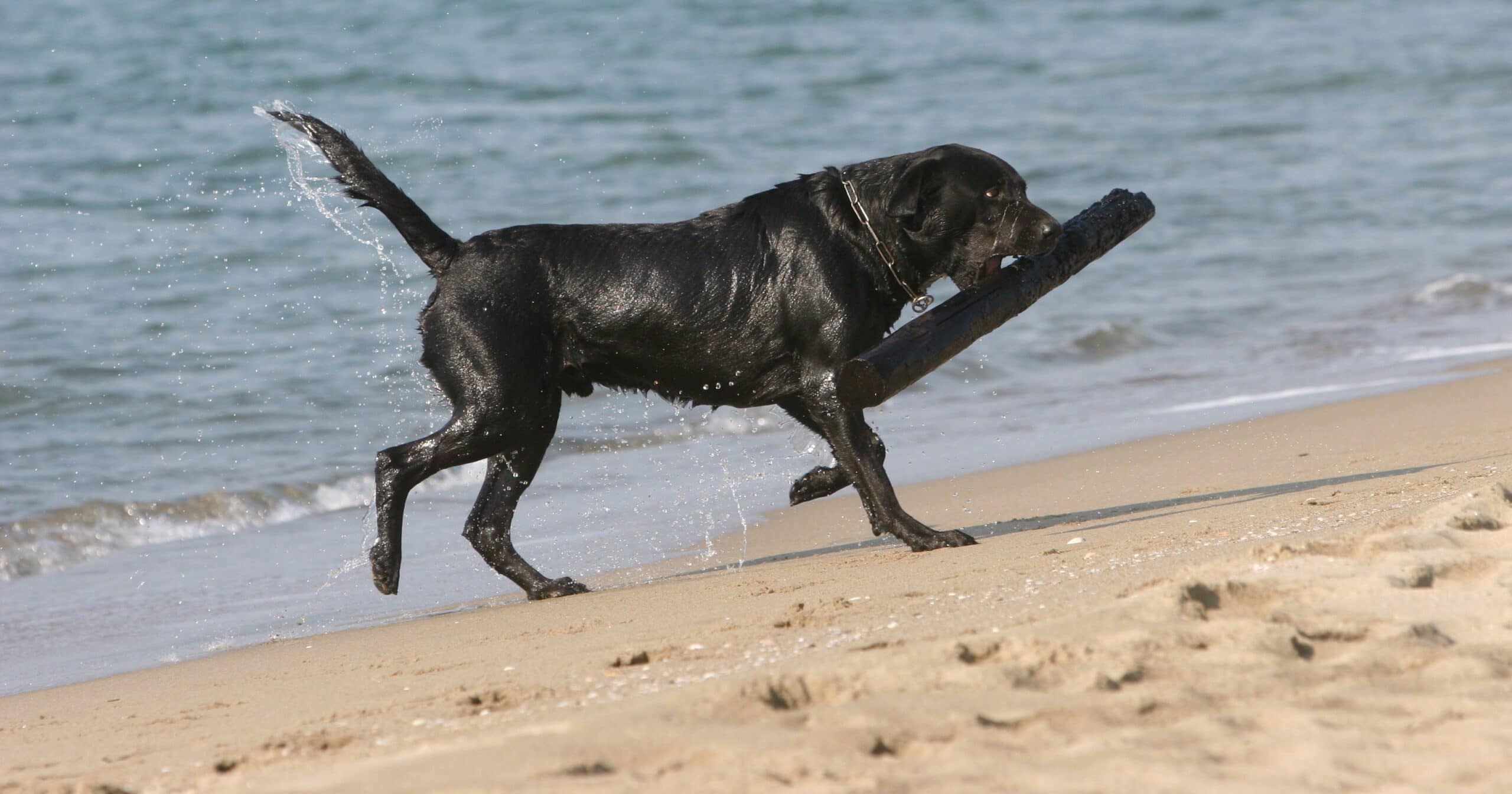 foto Rottador, perro mixto