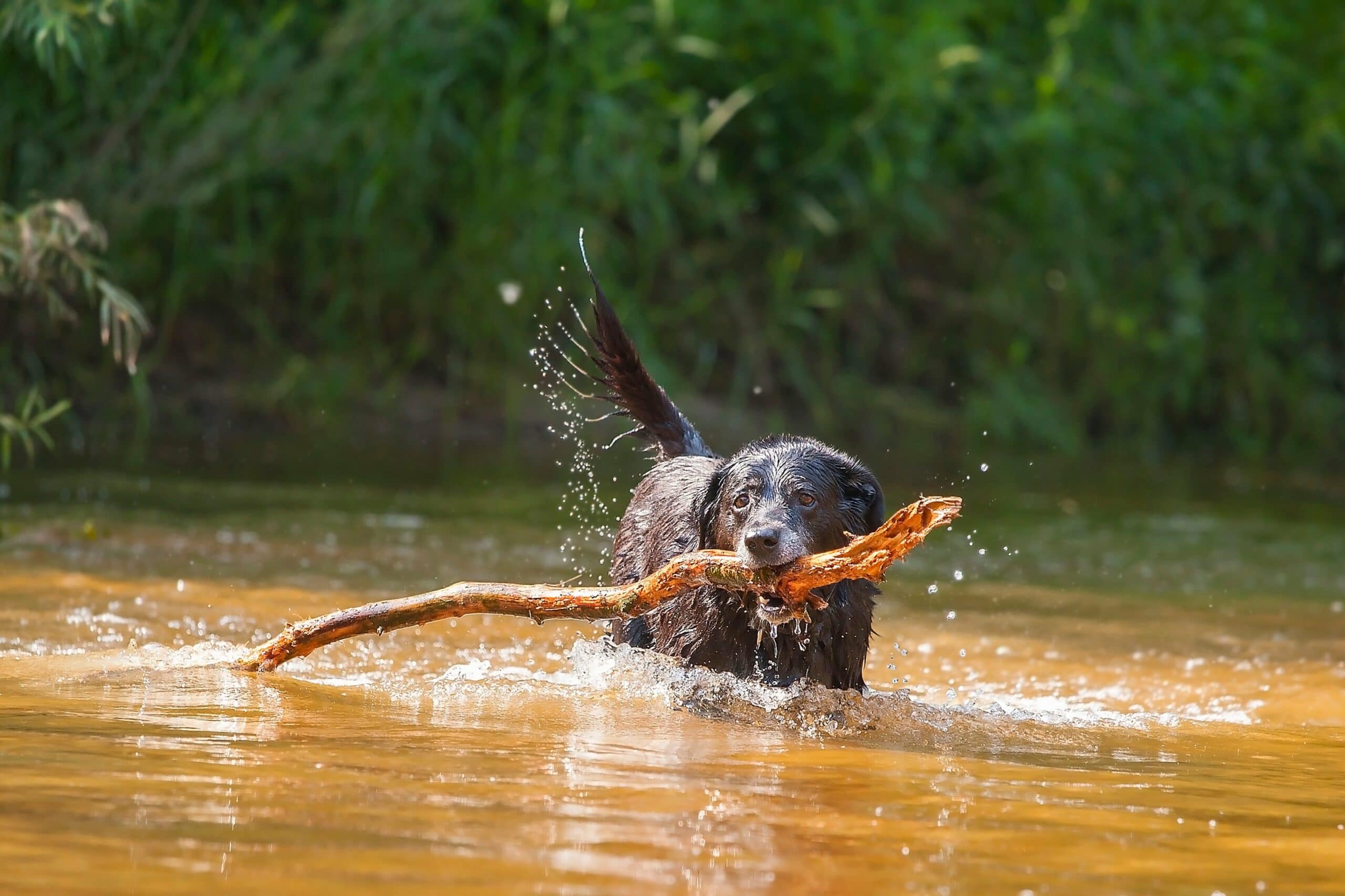 foto Rottador, perro mixto