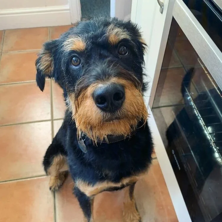 rottle-mixed-dog-breed-pictures-1