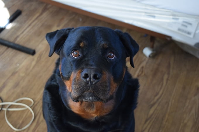 foto Perro Rottweiler