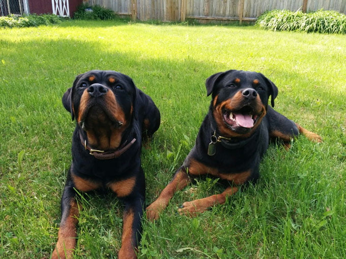 foto Perro Rottweiler