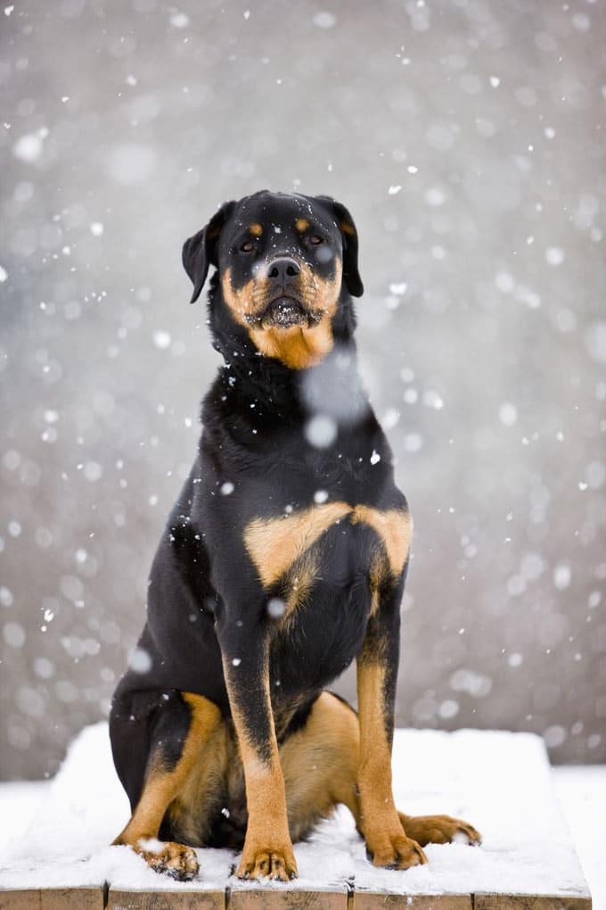 foto Perro Rottweiler