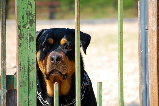 foto Perro Rottweiler