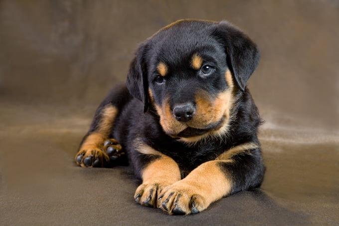 foto Perro Rottweiler