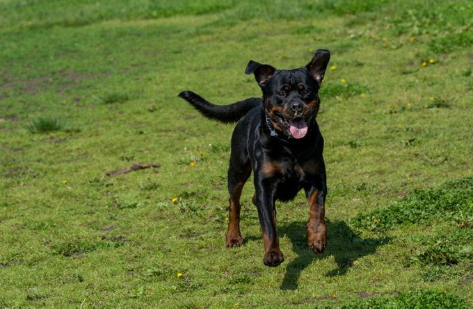 foto Perro Rottweiler