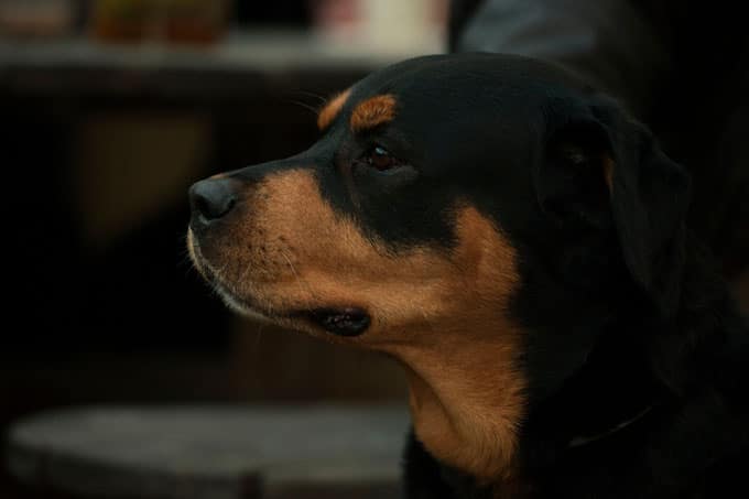 foto Perro Rottweiler