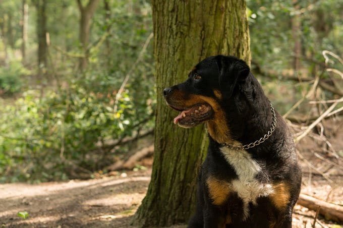 foto Perro Rottweiler