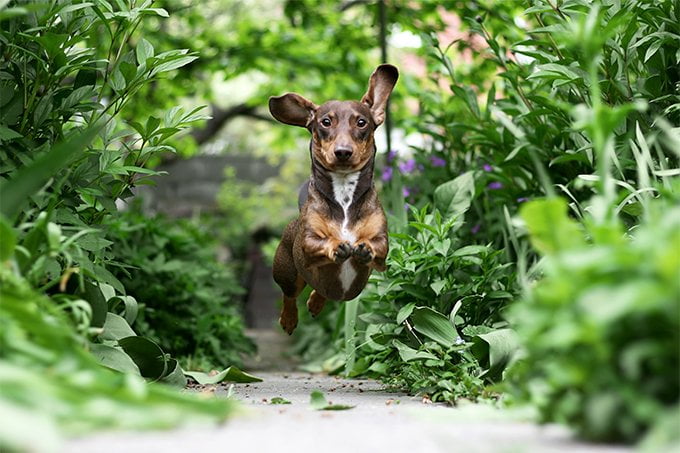 foto Perro Dachshund