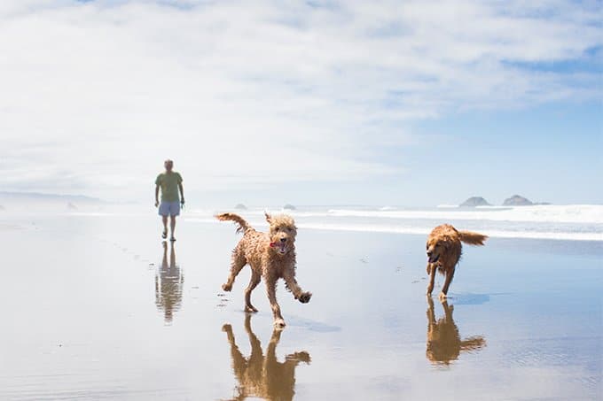 foto Perro Goldendoodle