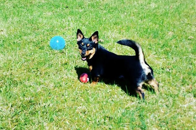 foto Perro Lancashire Heeler