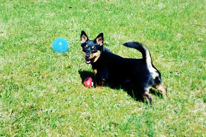 foto Perro Lancashire Heeler