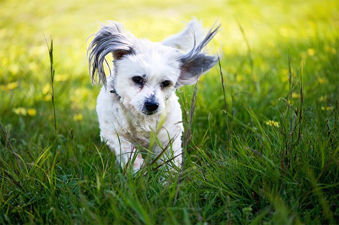 foto Perro Maltés Shih Tzu