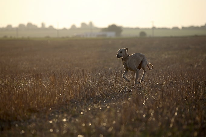 foto Perro Sloughi