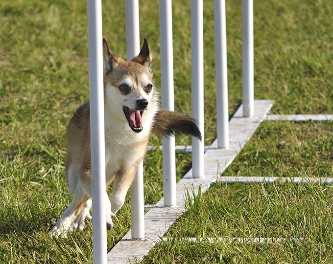 foto Perro de raza Lundehund noruego
