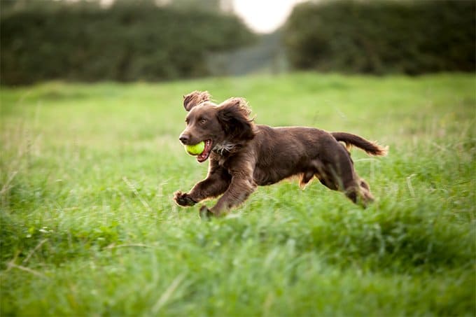 foto Perro Boykin Spaniel