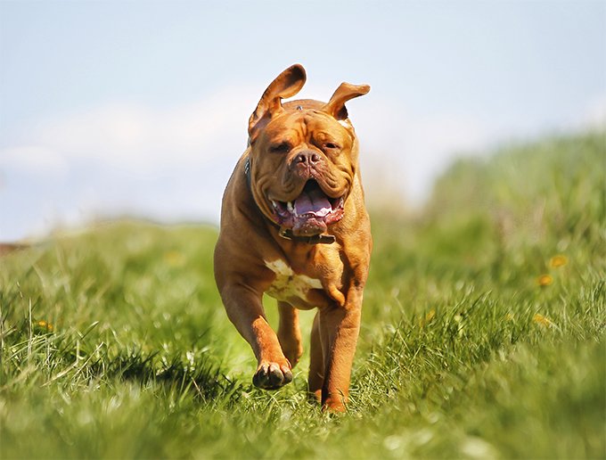 foto Perro Dogo de Burdeos