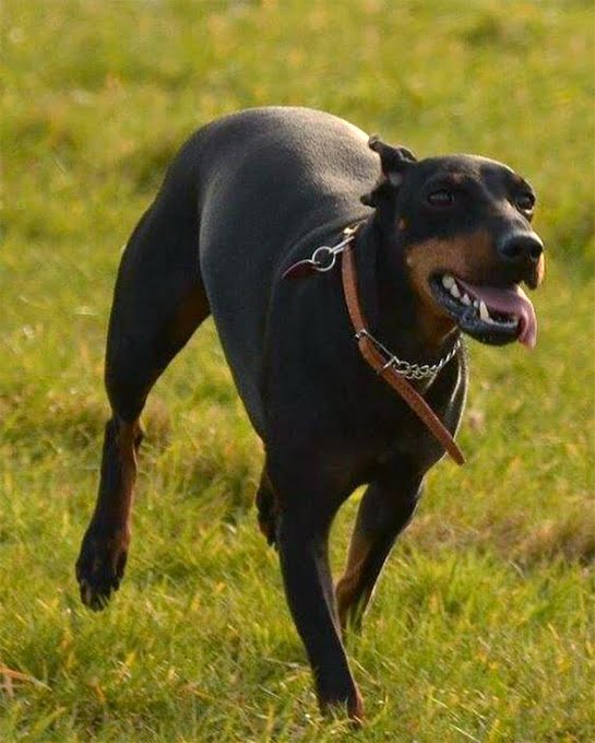 foto Perro Manchester Terrier