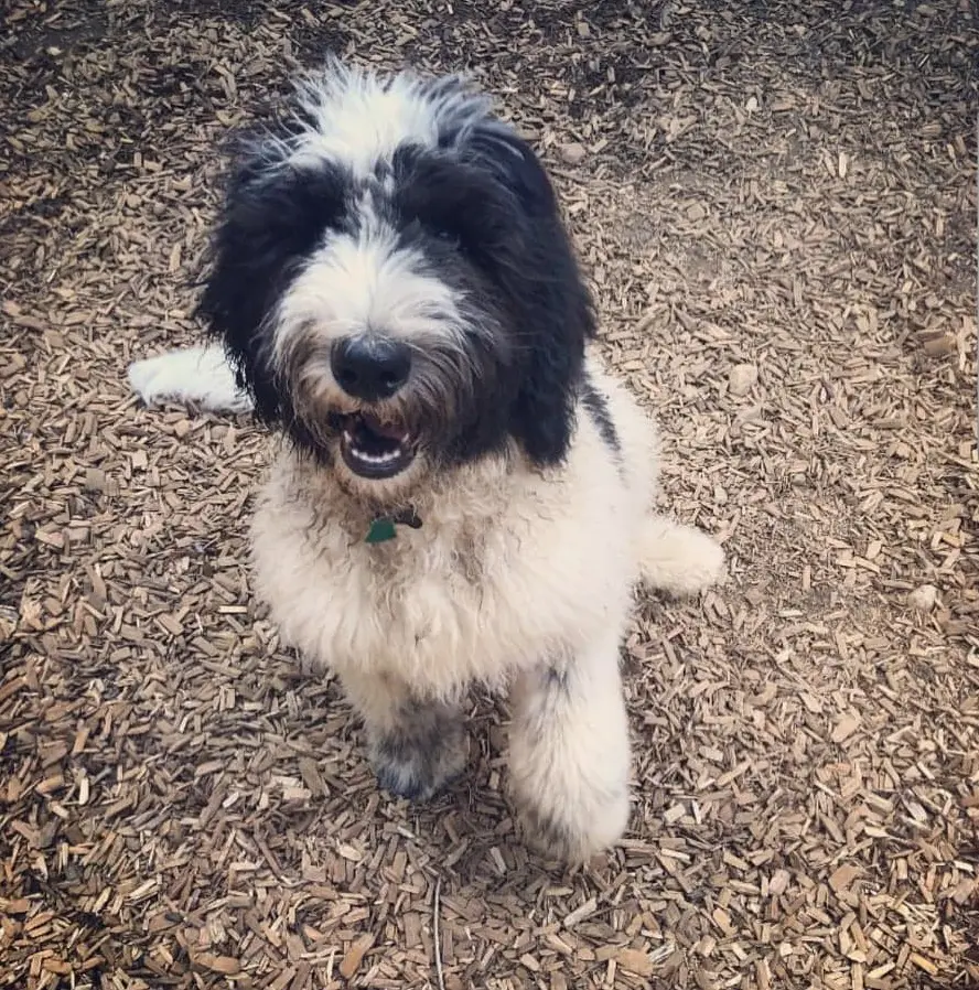foto Perro mixto de San Bernardo