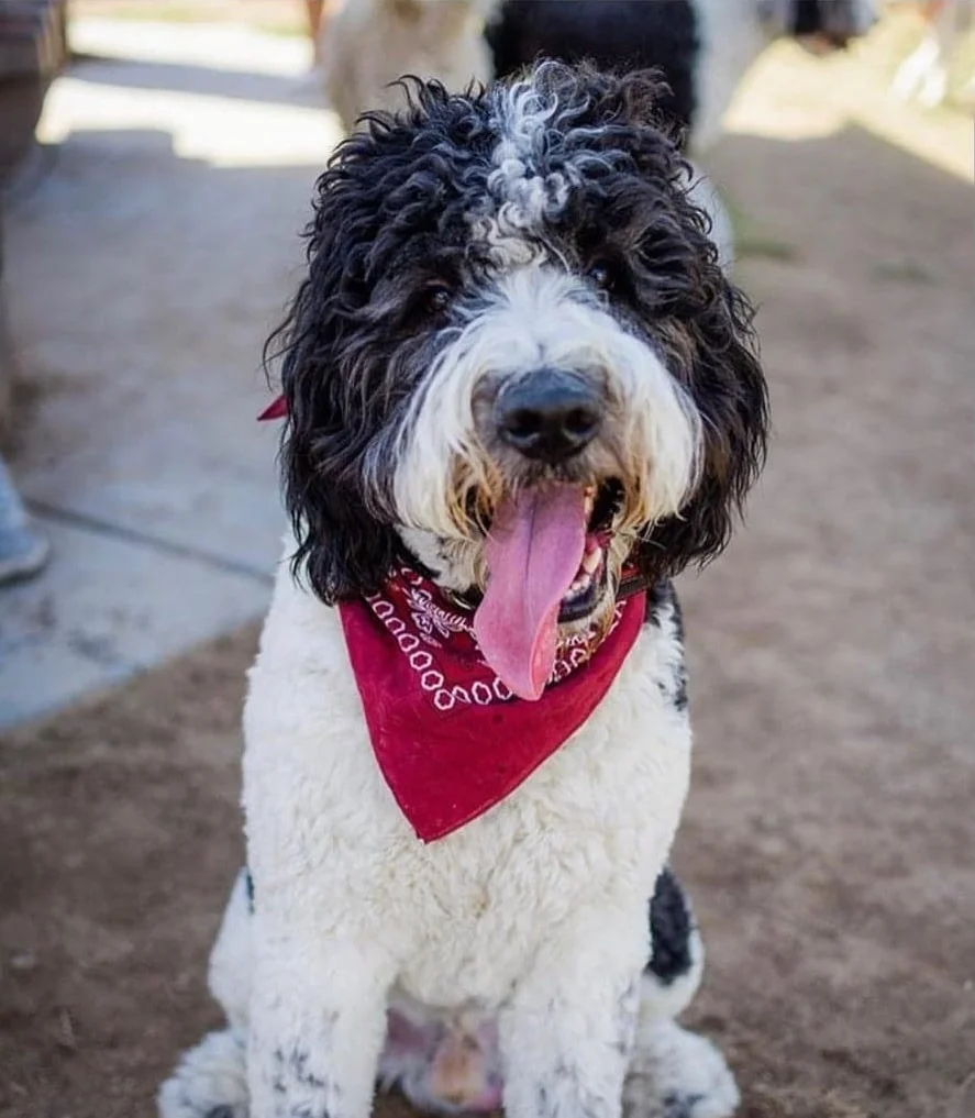 foto Perro mixto de San Bernardo