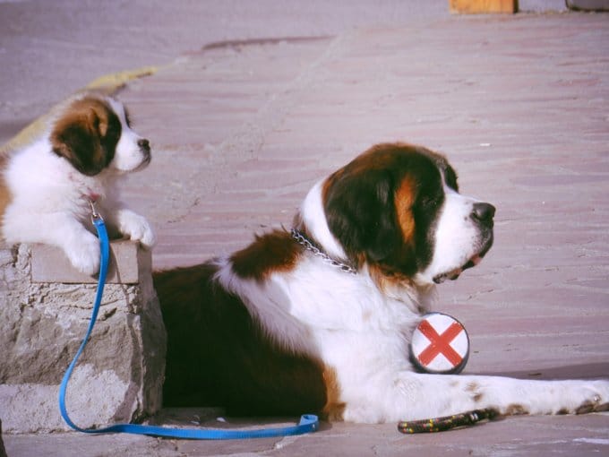 foto Perro San Bernardo