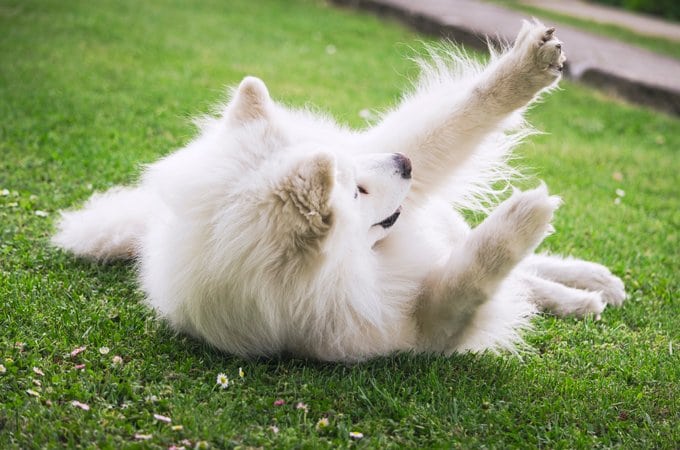 foto Perro Samoyedo