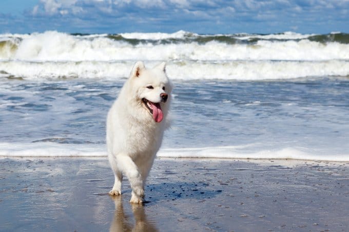 foto Perro Samoyedo