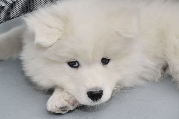 foto Perro Samoyedo