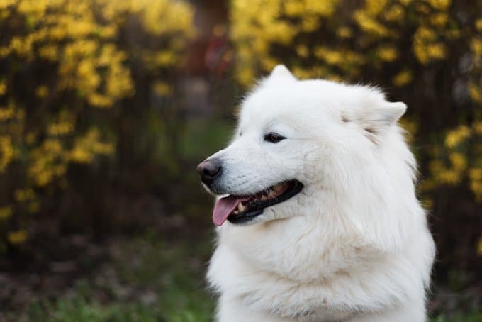 foto Perro Samoyedo