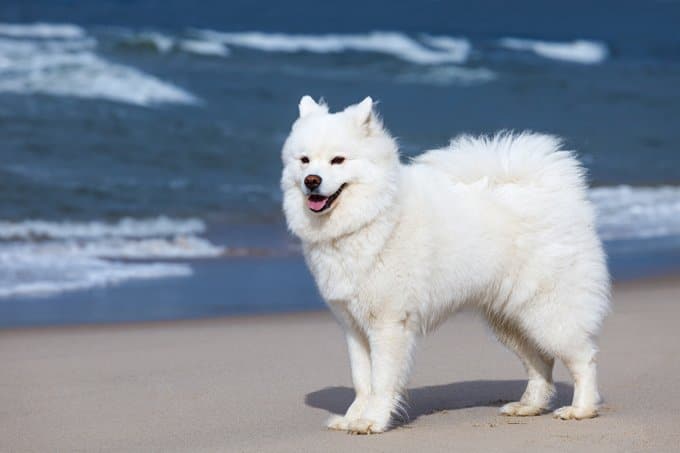 foto Perro Samoyedo