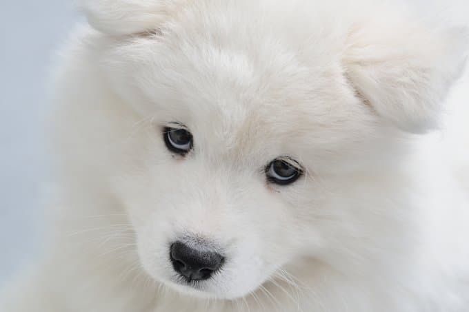 foto Perro Samoyedo