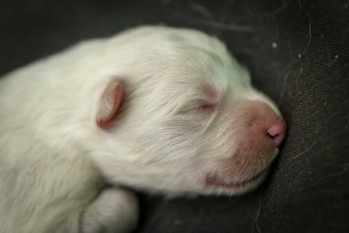 foto Perro Samoyedo