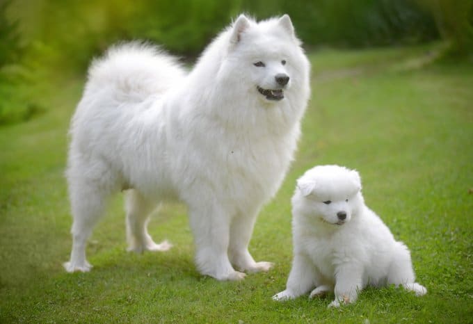 foto Perro Samoyedo