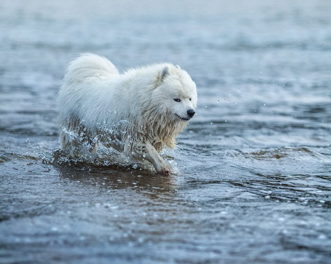 foto Perro Samoyedo