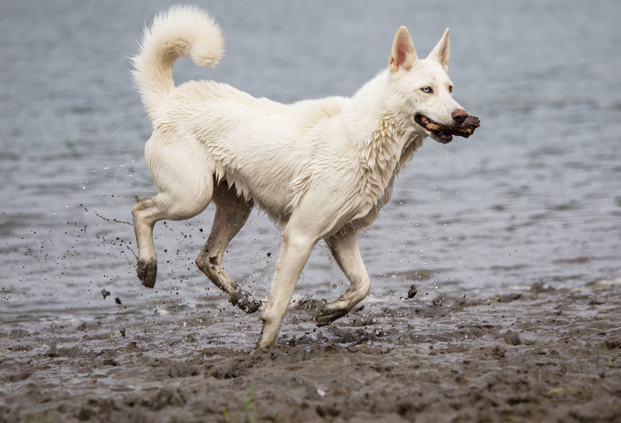 foto Perro Samusky Mixto