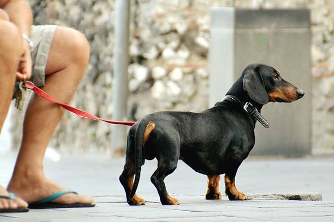 foto Perro Dachshund